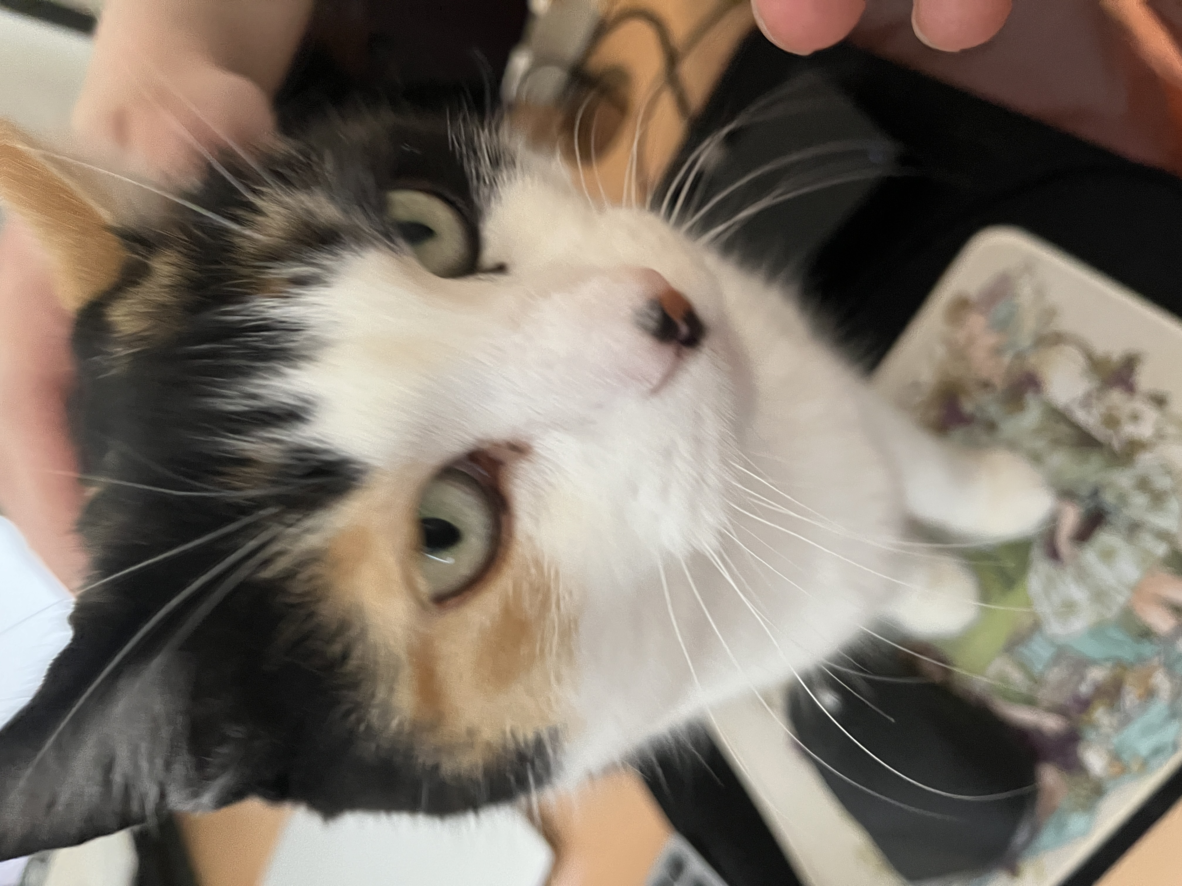Shasha Test